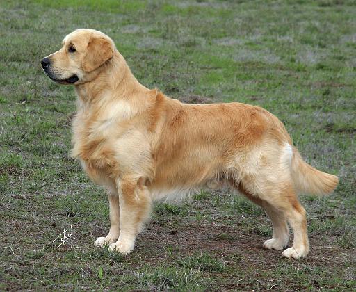 Golden Retriever 9Y186D-072.JPG